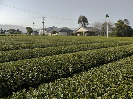 Jardin de thé à Miyazaki