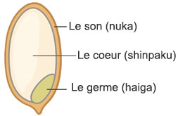 rice grain