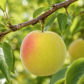 Ume plum